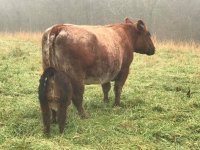 Jessies incredible cow and calf.jpg