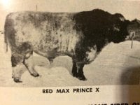 Red Max Prince.jpg