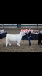 compton white heifer at iowa.jpg