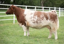 horns roan cow.jpg