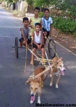 Funny-Dog-Cart.jpg