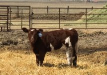 calf.jpg