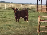 lunesta out of 1st calver.jpg