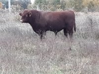dales bull.jpg