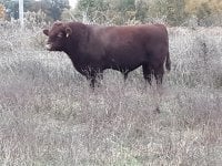 dales bull.jpg