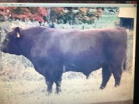 dales bull bb.jpg