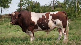 Razza-bovina-Maine-Anjou.jpg