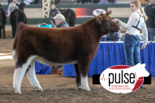 grand_shorthorn_steer_BI3A4061 iowa compton.png