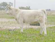 IMG_3128--LOT 2-- copy.jpg
