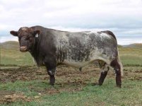 Ruffian Semex 1 506x379.jpg