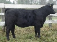 Sale Heifer.jpg