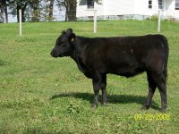 March Lutton Heifer 8135.JPG