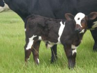 08-30-08 calves 088a.JPG