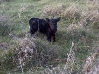 L18 heifer calf.jpg