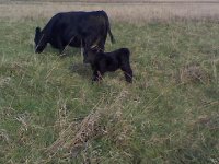 L37 heifer calf.jpg