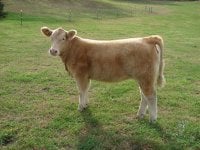 Char X heifer 10-12-08  2.JPG