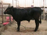 steer3[1].JPG