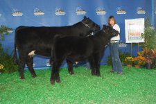 cowcalf pair mo state fair.jpg