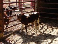 Dwood X Dream Girl calf 10-16-08.JPG