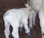 calfsplints1.JPG