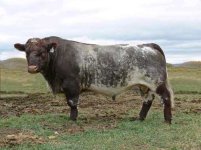 Ruffian Semex 1.jpg