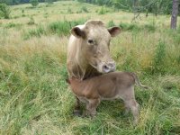 cow pics 018.jpg