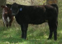 WD Heifer.JPG