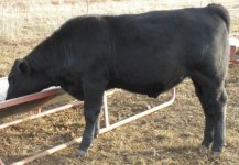 Sooner 3.jpg