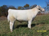 shorthorn steer2.JPG