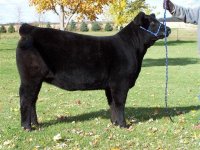 Lot 7 heifer  Double A 10-08.JPG