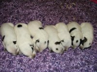 2008pups1.JPG