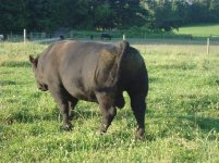 bull pictures 017.jpg