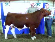 Cherry Thunda at State Show.jpg