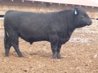 shasta black bull.jpg