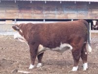 shasta hereford bull.jpg