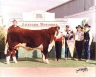 bullseye bull arizona.jpg