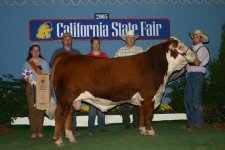 2005 state fair champion beef bull.jpg