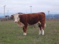 priscilla heifer.jpg