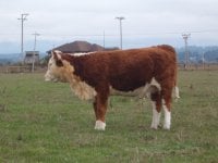 priscilla heifer 2.jpg