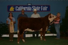 state fair 2005 summer heifer.jpg