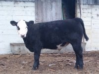 baldy plymouth steer.jpg