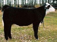 blue-heifer-profile.jpg