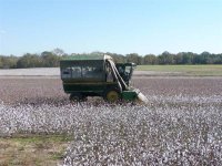 Picking_cotton_2008_007_Large_.jpg