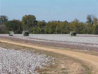 Picking_cotton_2008_021_Large_.jpg