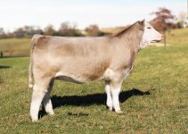 Copy of Canada_Gray_heifer.jpg