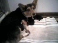 dakotapuppies.jpg