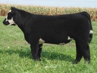 Heat Wave X Meyer 734 Steer.jpg