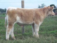 heatwavexcharolais.jpg
