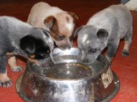 3heelerfemaleswaterdish.JPG