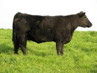 HW cow 63.jpg